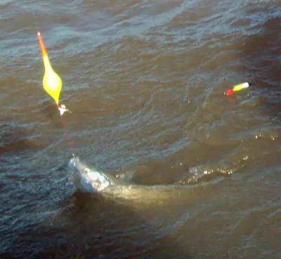 Preparaste tu equipo de Pesca?