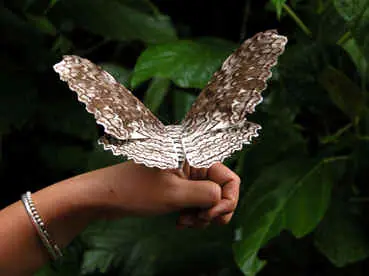 los animales mas raros