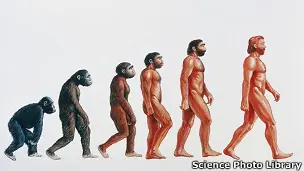 homo erectus