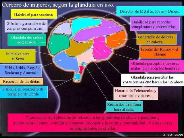 El cerebro de las mujeres y hombres diferencias!!!!!!!!