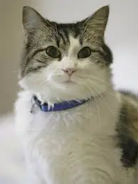 El perfil del gato horroroso
