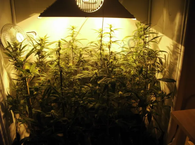 Como cultivar marihuana en espacios reducidos