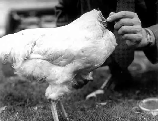 El misterio del pollo sin cabeza