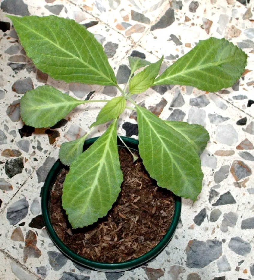 La Salvia divinorum (Super Post)