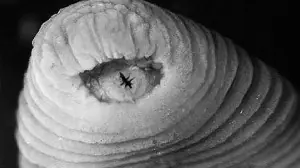 Los diez Animales más raros descubiertos en 2010