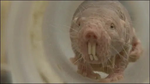 Este feo animal puede tener la clave del cáncer