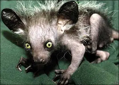 Aye-Aye
