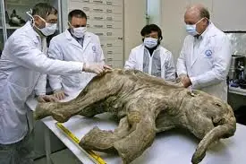 Científicos planean clonar un Mamut