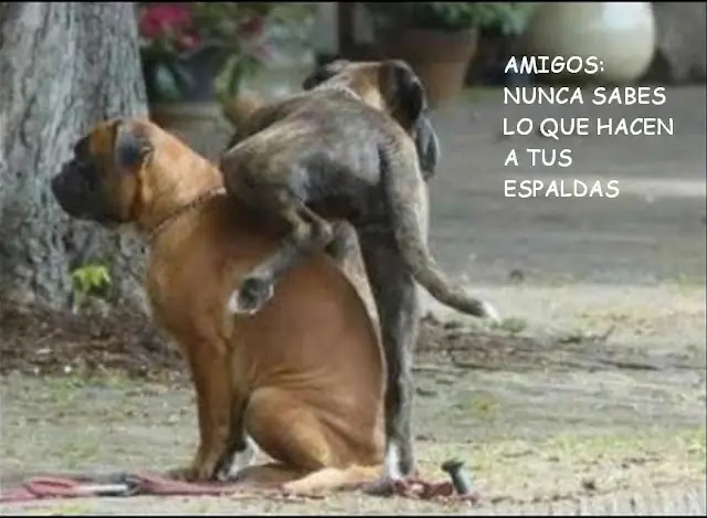 Humor Gráfico para Reir Un Rato