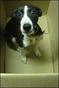 No Maltrates A Tu Mascota + Un Diario De Un Perro