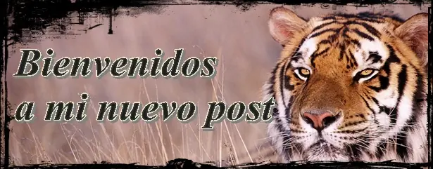 Gatos Divertidos!!