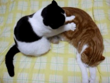 16 señales de que tu gato te está engañando