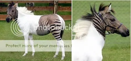 Animales Hibridos