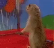 La ardilla mas famosa del mundo. Imperdible!