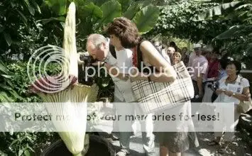 flor cadaver