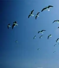 Rarezas del mundo animal.