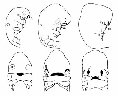 El sorprendente prosexo de formación de nuestras caras xD