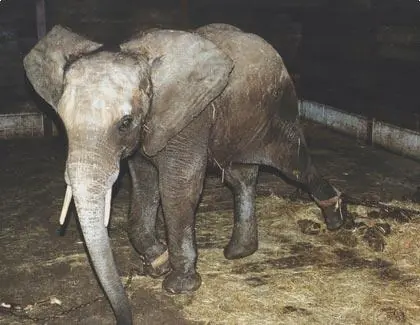 •Dile NO! A Circos con Animales: Crueldad por diversión