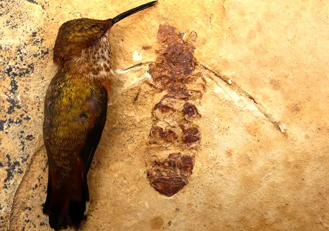 Hallan Un Fosil De Hormiga Gigante