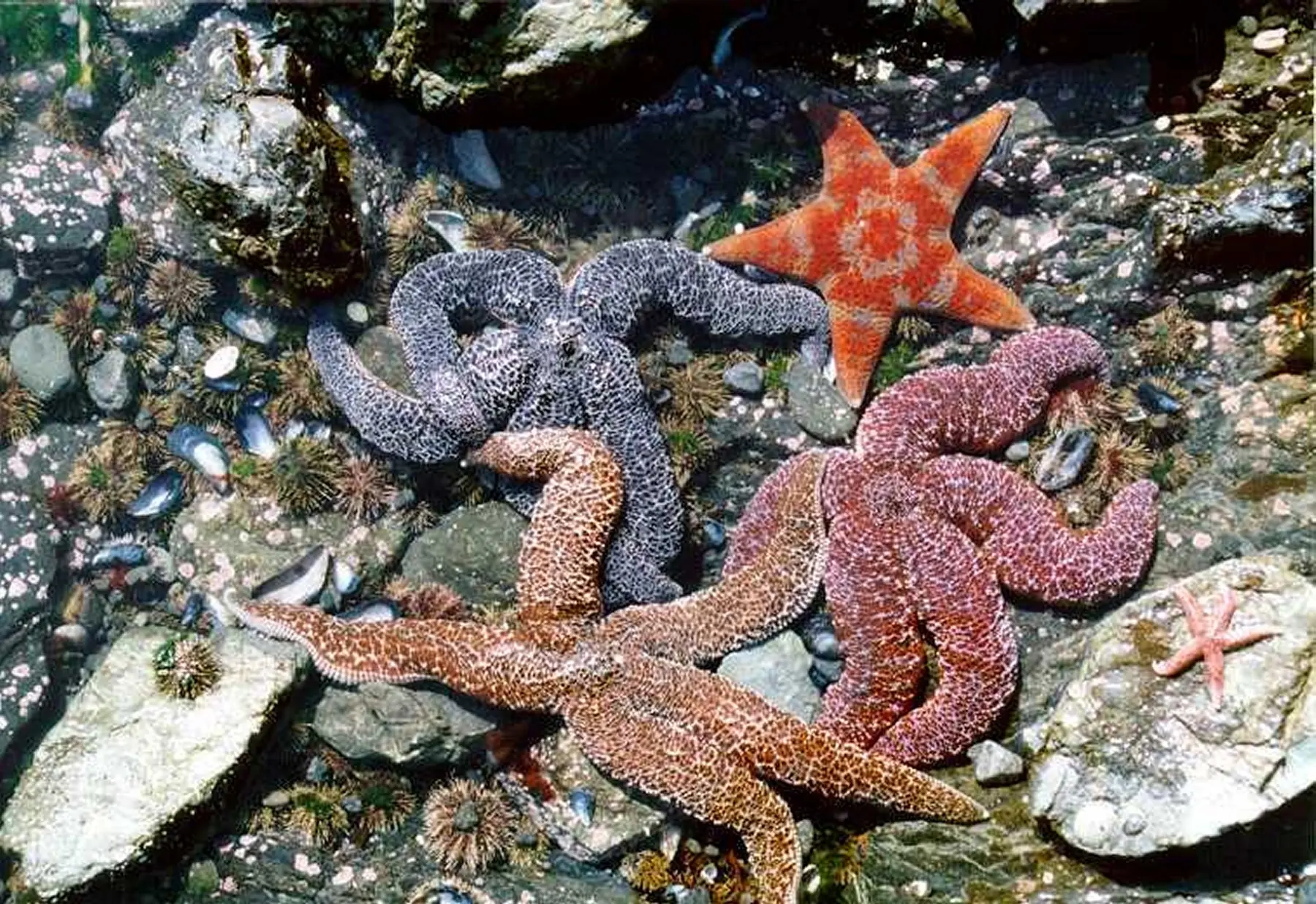 Mi primer post "Estrellas de mar"