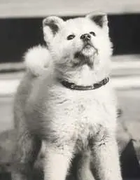 Perro fiel- Hachiko :)