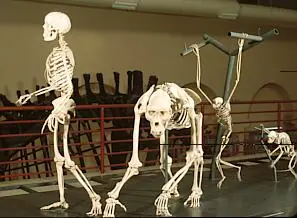 Partes del cuerpo que son inútiles