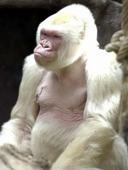 albino