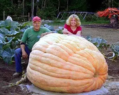 Calabaza mas grande del mundo