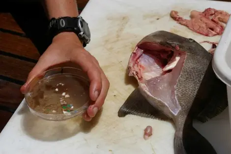 Un mar de plásticos en el oeste del Atlántico Norte