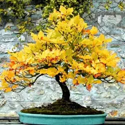 Como Crear Un Bonsai (Parte 4 Los Bonsais Mas Clasicos)