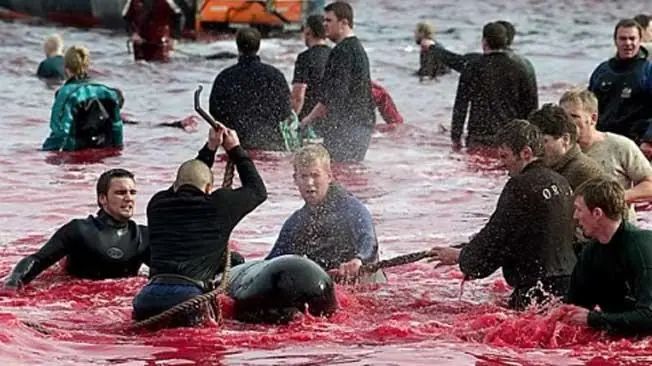 Matan delfines por "tradición" en Dinamarca