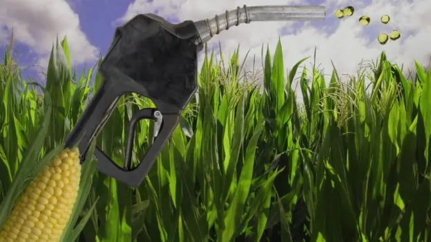 Biocombustibles: alternativa 'verde' contra inseguridad alim