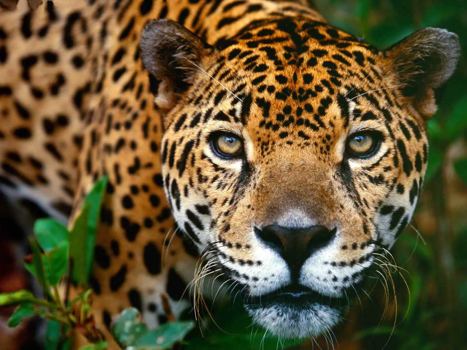 Fue descubierta una nueva colonia de jaguares en México