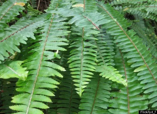 8 Plantas Que Purifican El Aire De Tu Hogar