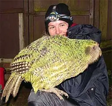 Kakapo
