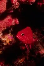 Animales acuaticos