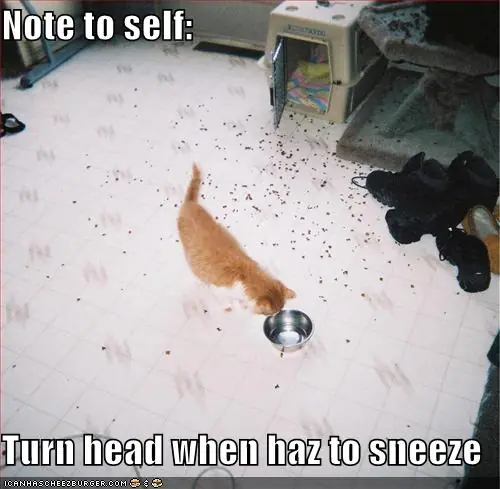 Humor de Gatos 2!