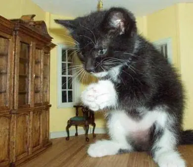 imagenes graciosas y videos