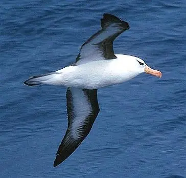 animales en peligro de extincion