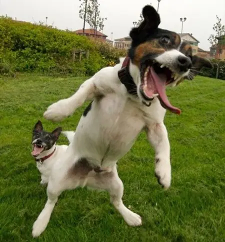 el dog