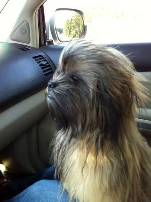 18 perros que se parecen a Chewbacca