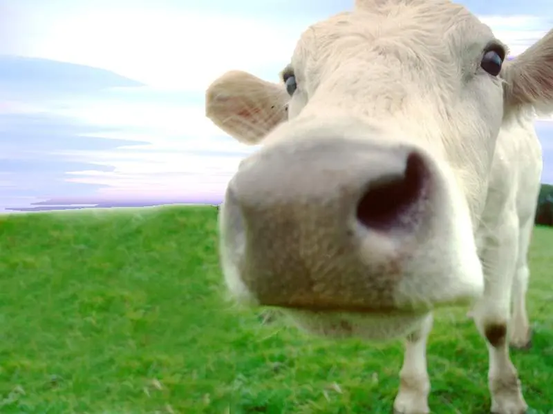 Como hacer que produzcan más leche