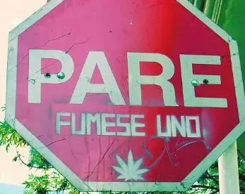 Cultivaban marihuana en su vivienda