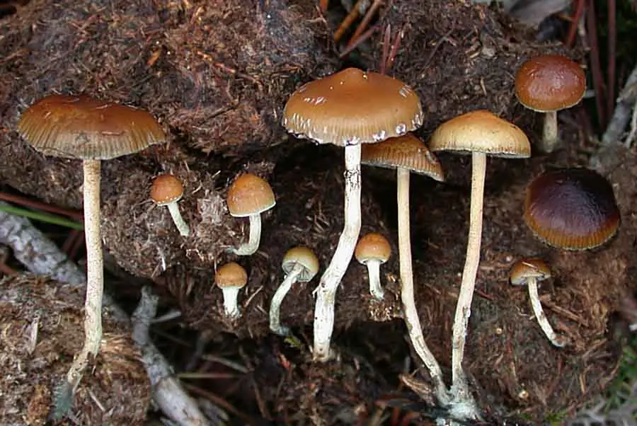 Hongos Alucinogenos