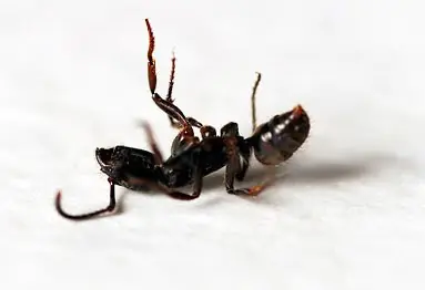 hormigas