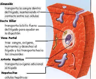 Empresa estadounidense es capaz de fabricar tejido de higado