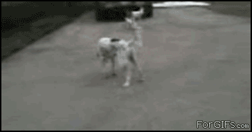 gifs comicos