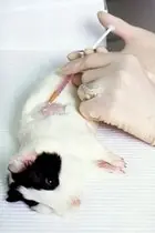 El Reino Unido prohibirá la experimentacion en animales!!!!