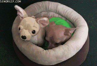 Animales molestos