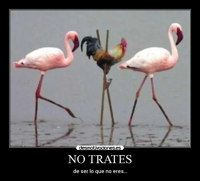 puntos